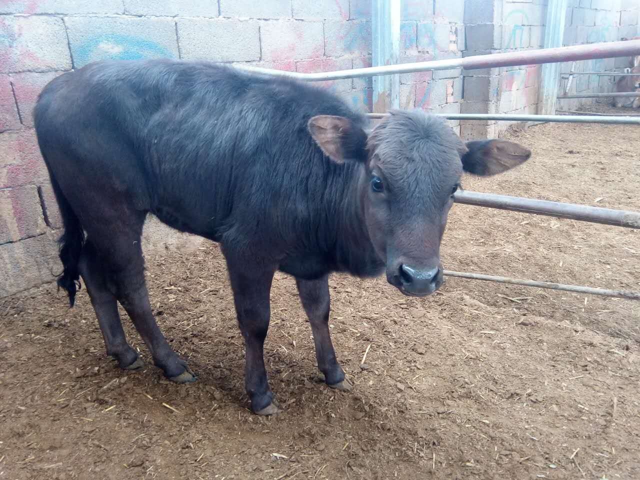 肉牛冬季怎么养,肉牛春季感冒