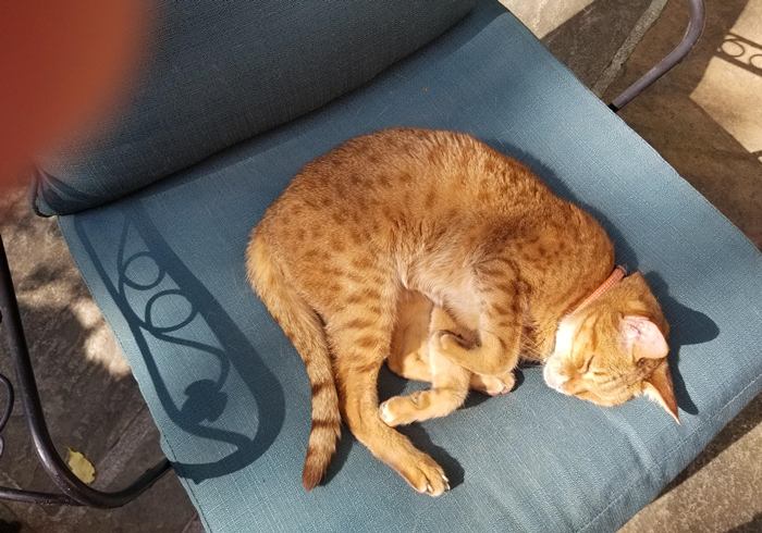 肺部结节跟猫咪有关系吗,辟谣得了肺结节