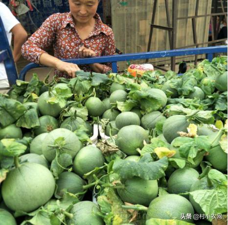 农民创业养什么好赚钱,在农村养殖种植创业好项目有哪些