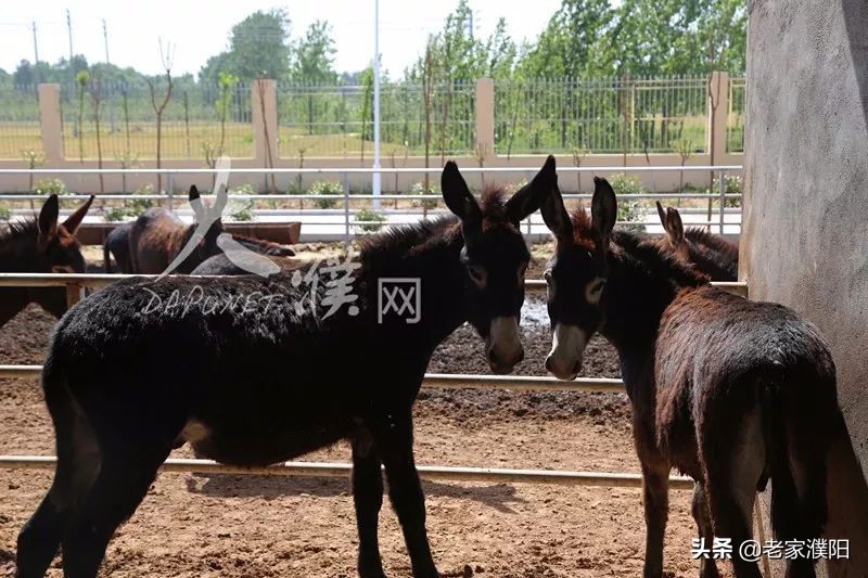 濮阳县各乡镇地名由来,濮阳最早出现的地名