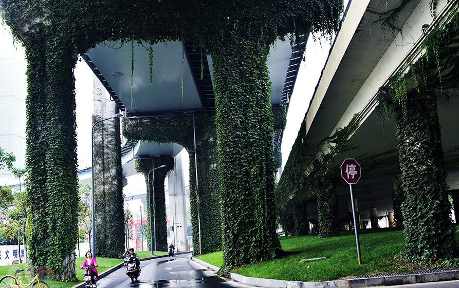 曾是高架桥下的常客，如今已“爬”满全城，爬山虎不会腐蚀建筑吗