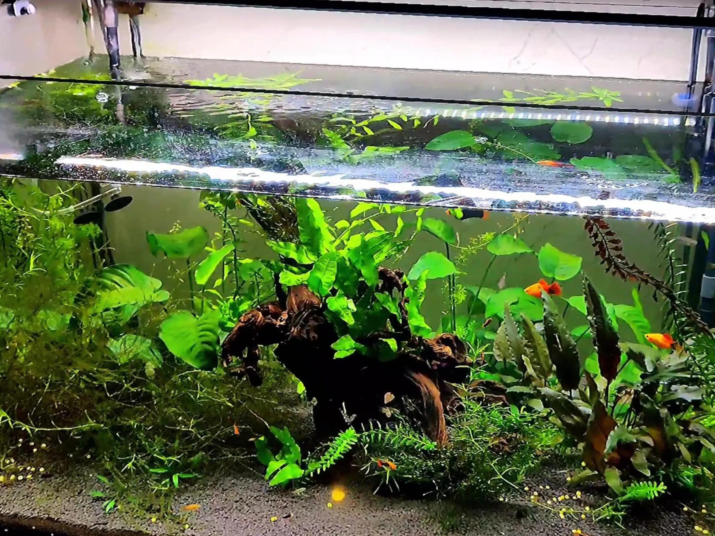 鱼缸水浑浊腥臭发黄怎么办,鱼缸水特别浑浊看不到鱼了怎么办