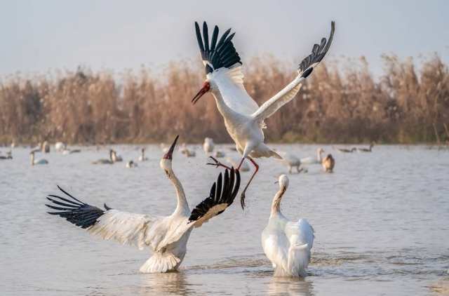 索尼alpha9ii上手初体验,索尼alpha9