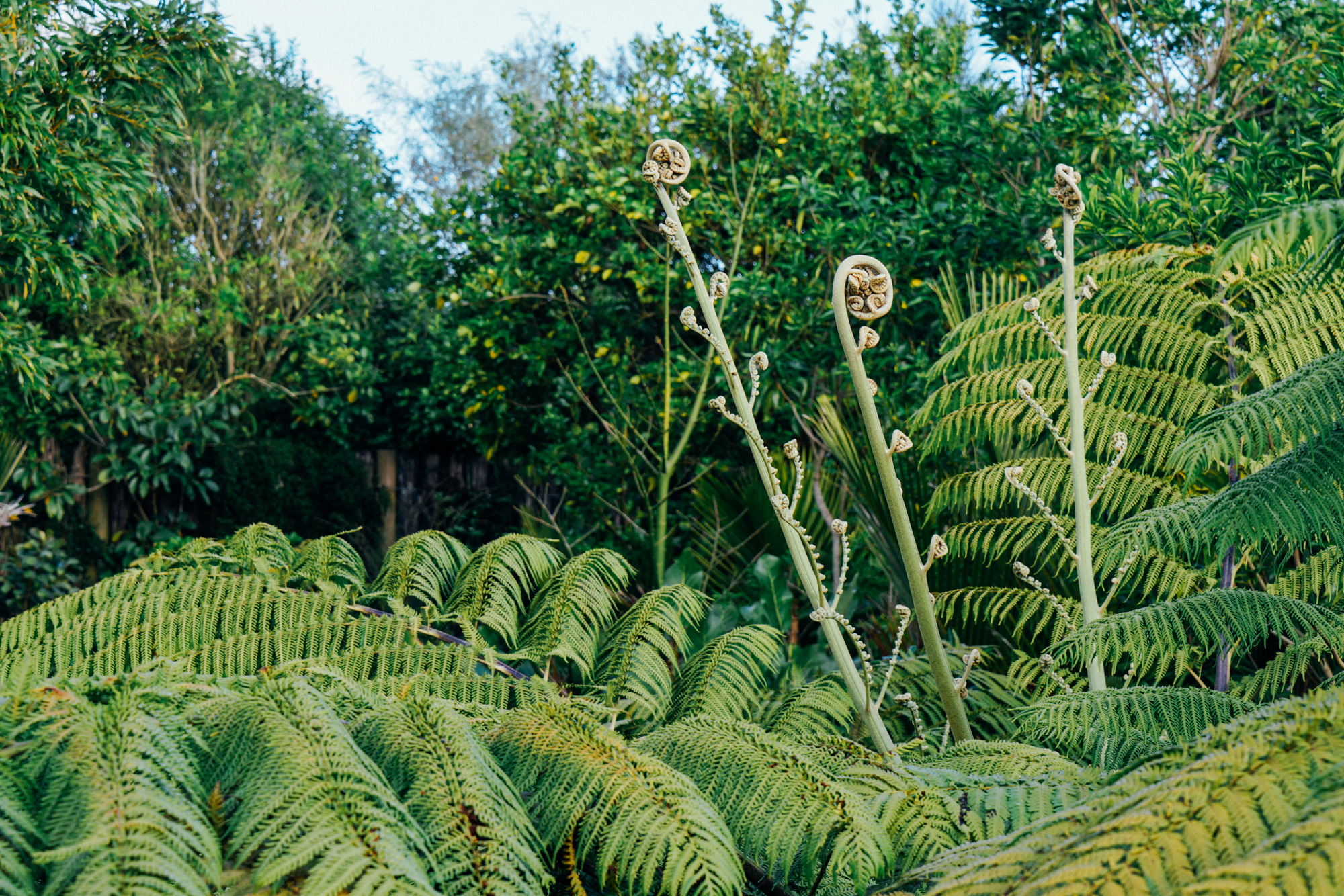 为什么说新西兰是纯净的,新西兰北岛有值得去的地方吗