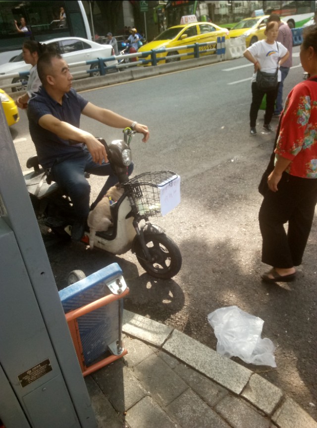 重庆渝北附近的猫狗市场,重庆九龙坡猫狗市场