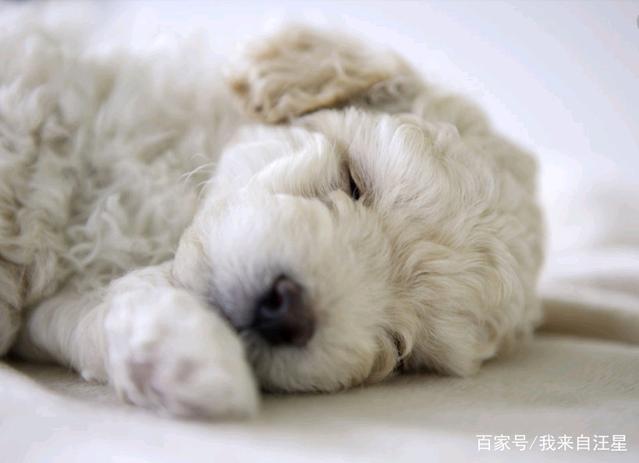 泰迪躲着你怎么办,泰迪黏主人