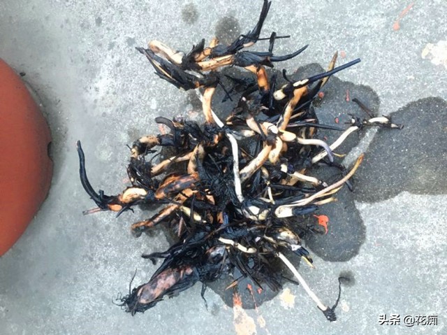 碗莲种藕一盆种两棵,种碗莲种藕全过程