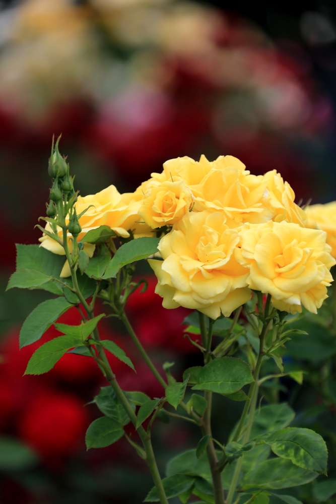 五月赏百合花,半音阶口琴独奏萨克斯版茉莉花