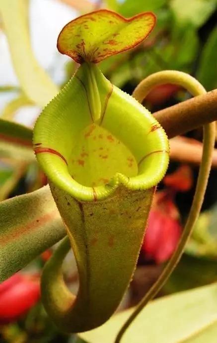 世界上有多少种花朵罕见 (最罕见的十大花朵排行榜)