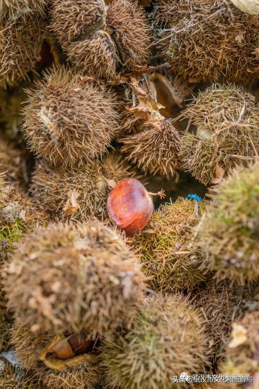 板栗葡萄采摘园,板栗桠葡萄采摘园