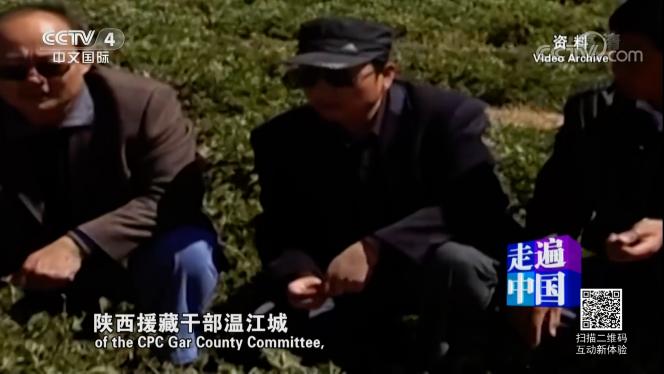 天堂*藏西**-好吃的草成了扶贫开发的头号工程，牛羊就快乐起来啦