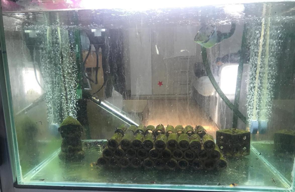 鱼缸里的鱼粪怎么处理,孔雀鱼缸鱼粪怎么清理