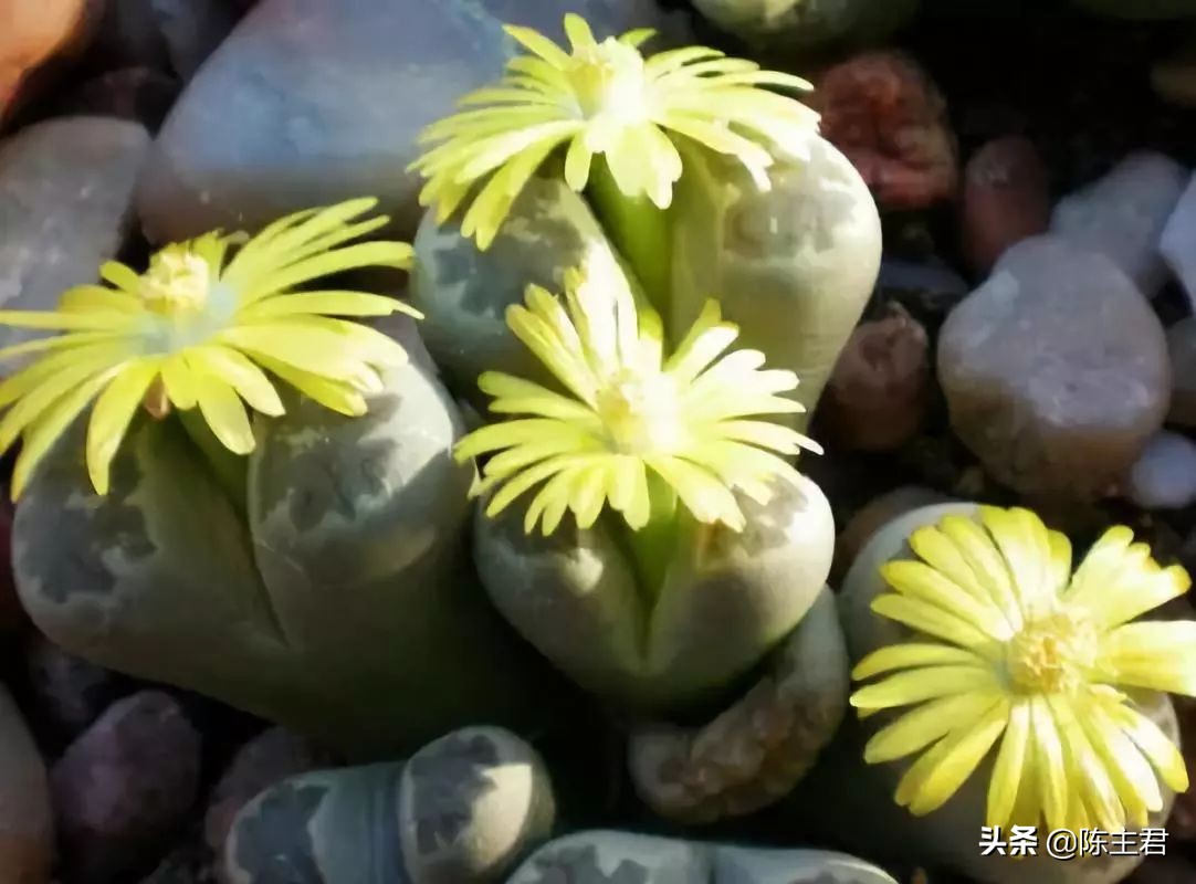 十大最贵法师多肉排行榜,玉露多肉最贵多少钱一棵