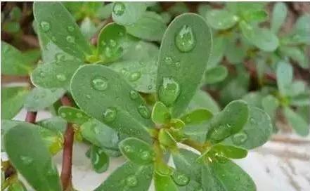 农村随处可见的几种野生中草药,教你认识那些路边的野生中草药