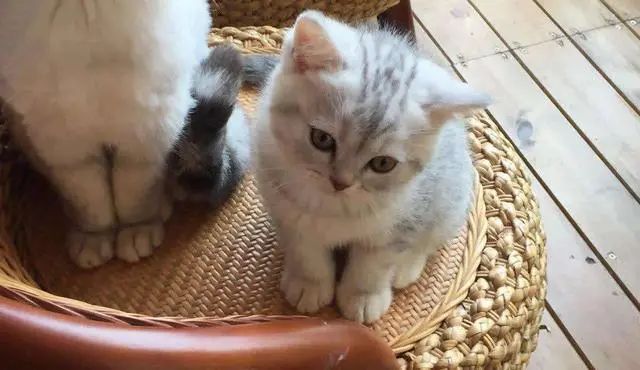 蓝猫也有蓝白色,英短蓝猫明明是灰色的为啥叫蓝色