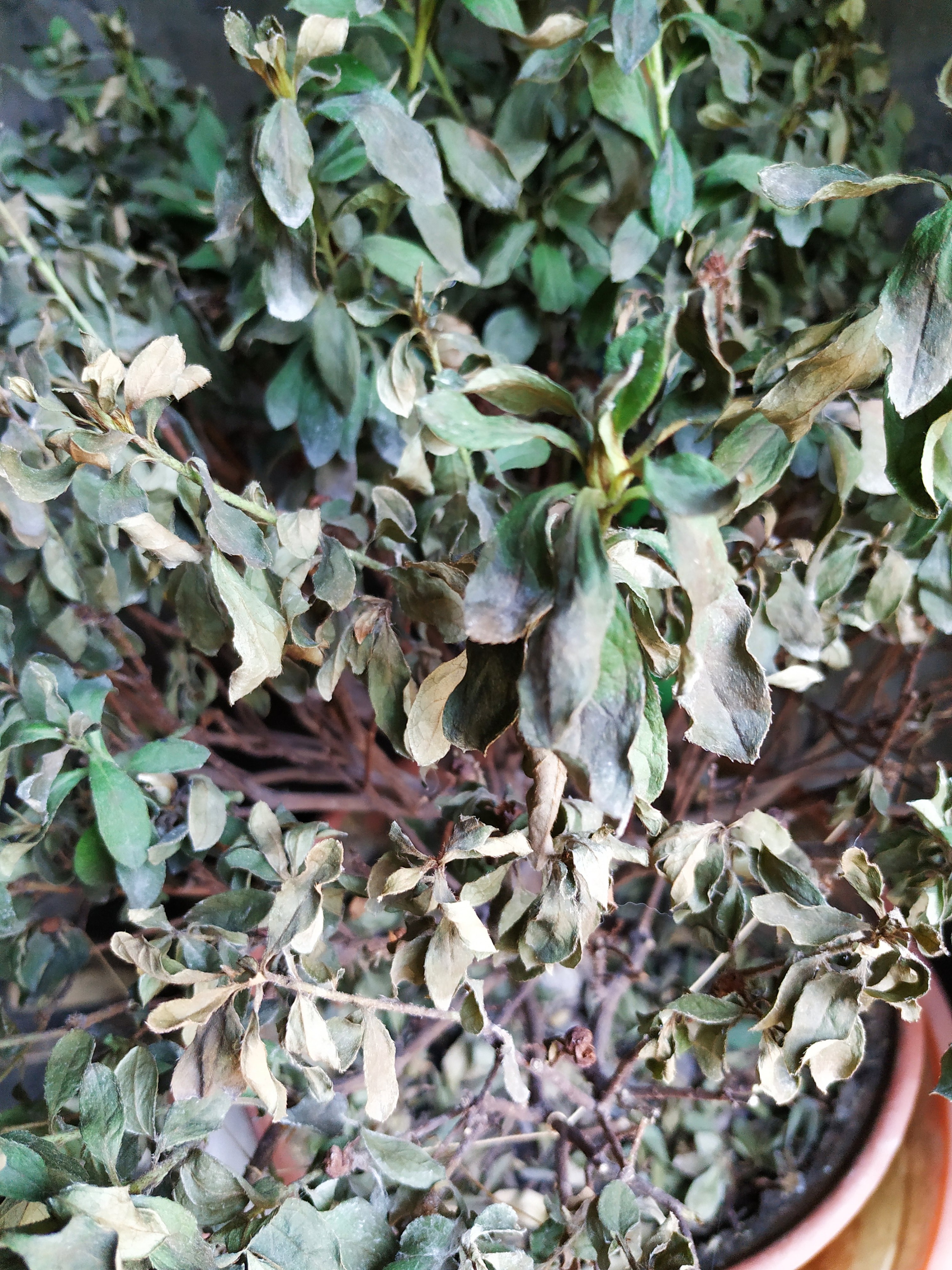 杜鹃花浇水多了叶子会变黑吗,杜鹃花浇水后根部腐烂