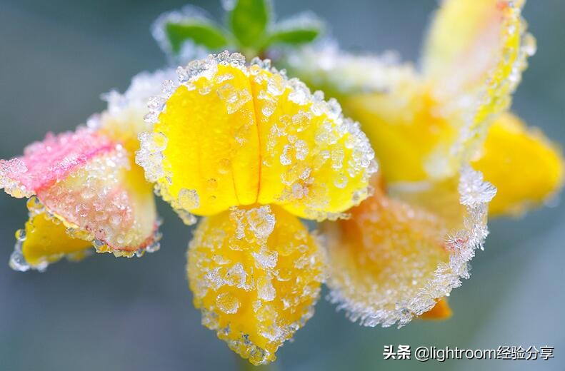 微距摄影拍摄技巧有哪些,微距镜头摄影怎么拍好看