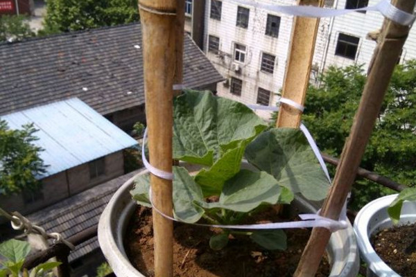 怎么简单在阳台上种葫芦,阳台种葫芦需要多大的盆