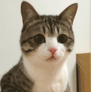 安检行李箱有只猫,网友在机场安检发现行李箱里的猫