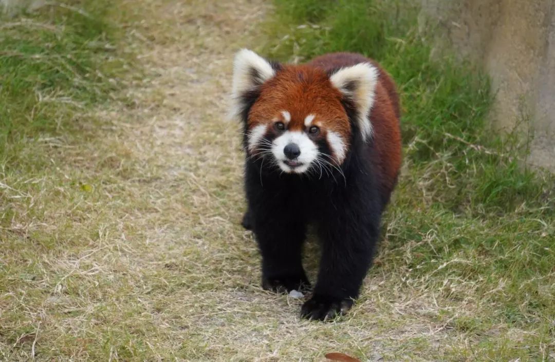 金牛湖野生动物王国过年去怎么样,金牛湖野生动物王国游玩时间
