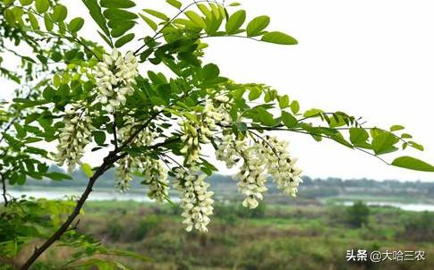 槐花怎么种植才好,槐花种植方法与技术