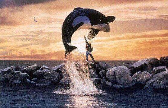 海豚家族的由来,海豚家族