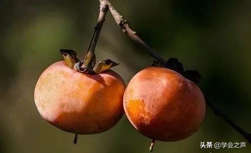一个柿子十副药治病,一个柿子十副药治什么病
