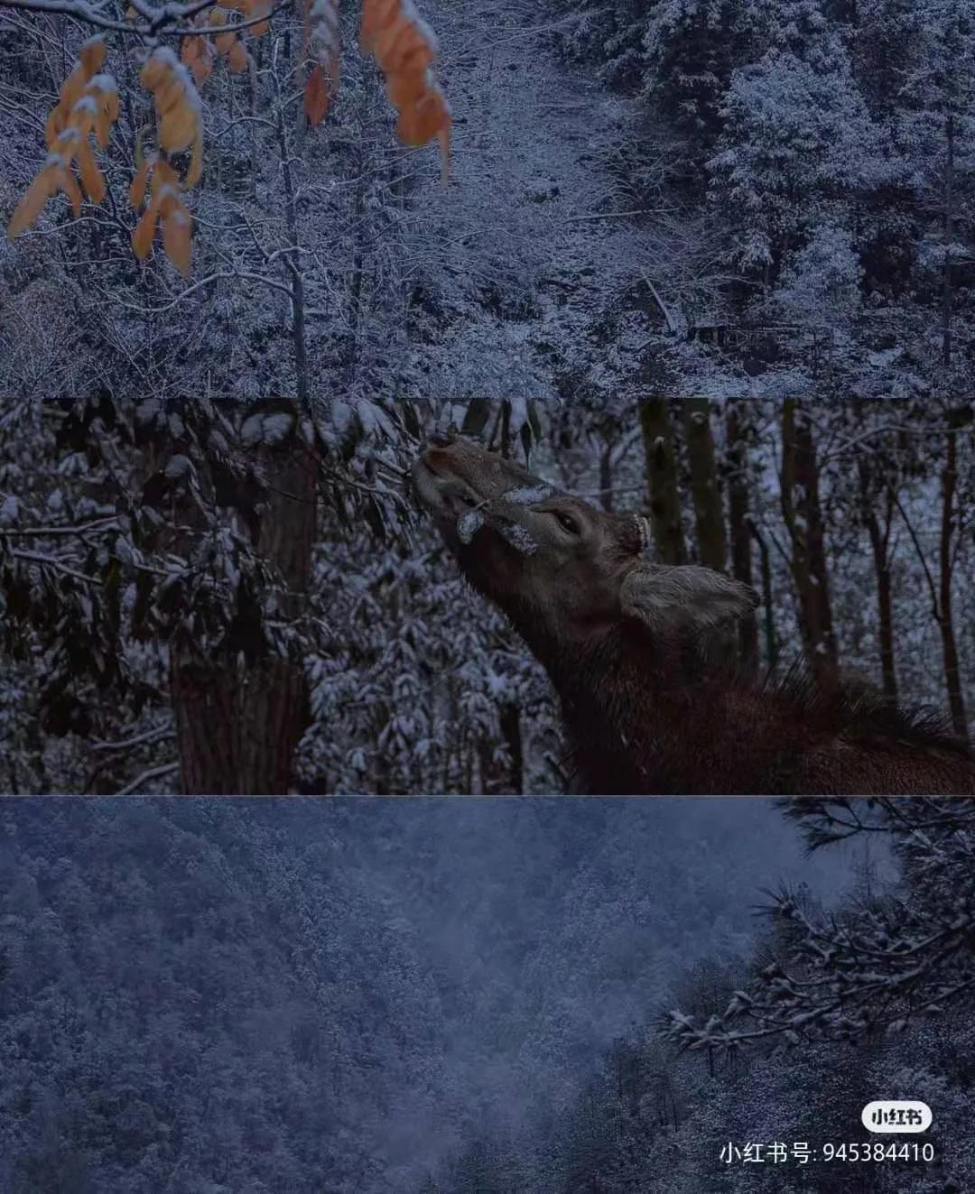 有着双重人生的小城青田，你对它的实力一无所知