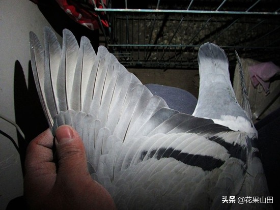 鸽子翅膀下垂闭眼没精神,鸽子头向前伸脖子翅膀下垂