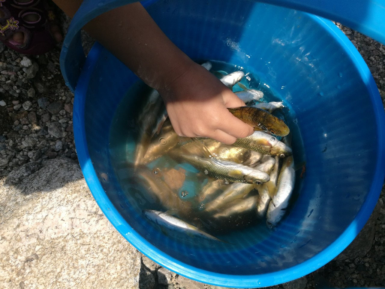 野生赤鳞鱼特征与分布,泰山赤鳞鱼在别的地方也有吗