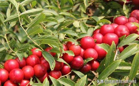 钙含量多的果品,钙果有什么营养价值呢