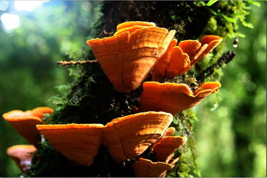 在竹溪河发现宫崎骏里的花海,宫崎骏的天空黑河