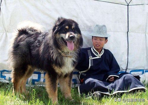 四眼柴犬被误以为是土狗,被人说四眼狗怎么办
