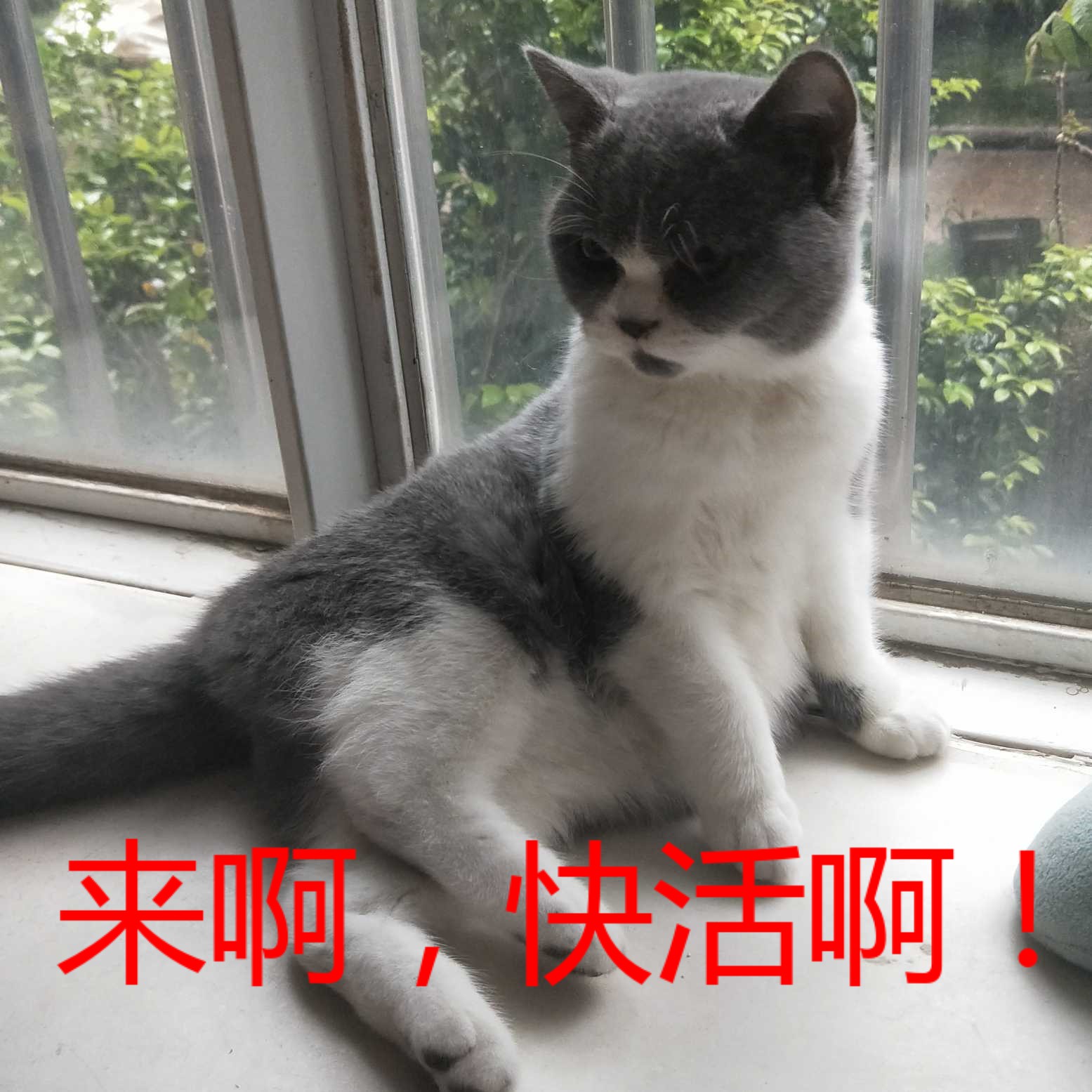 猫和人拍猫有什么区别图片,这样拍猫咪简直会被笑死
