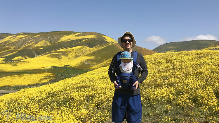 加州野花,加州野花的视频