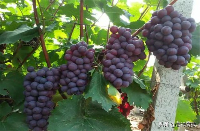 巨峰葡萄种植技术和管理,巨峰葡萄栽培技术全过程