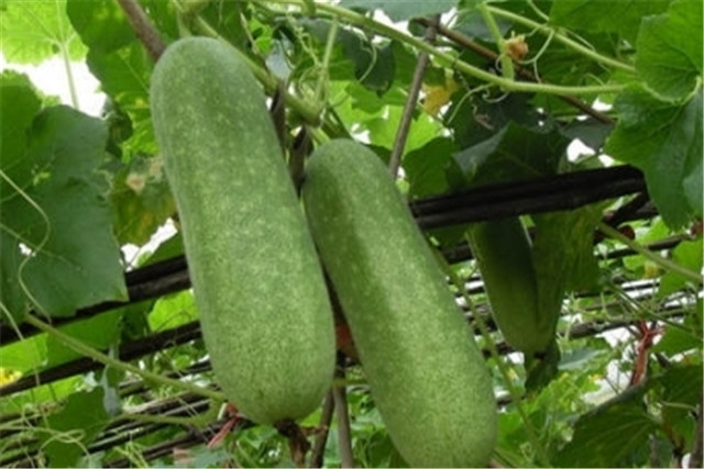广东节瓜种植搭架技术,广东节瓜什么时候种植最好