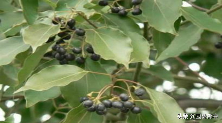 香樟树叶子发黄用什么药,香樟叶子失绿变黄