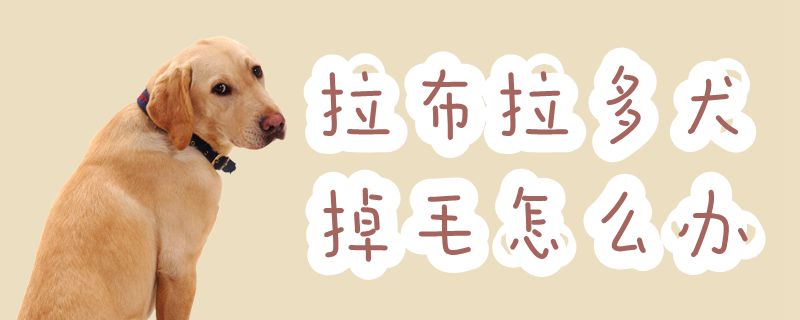 一只拉布拉多犬好养吗,怎么知道拉布拉多犬能不能长很高