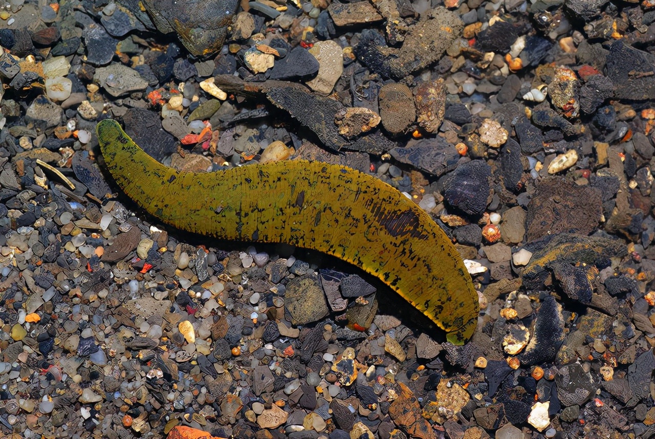 水蛭被人吃进肚子里它能活多久,水蛭被吃到肚子里能活吗