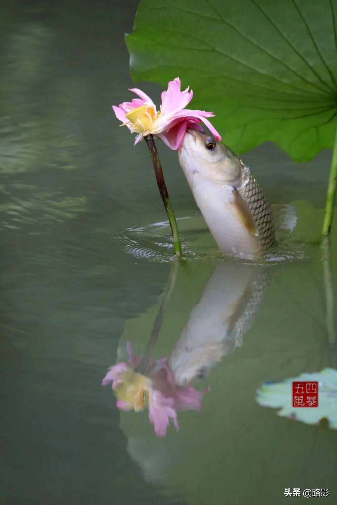 花重锦官城,花重锦官城长安