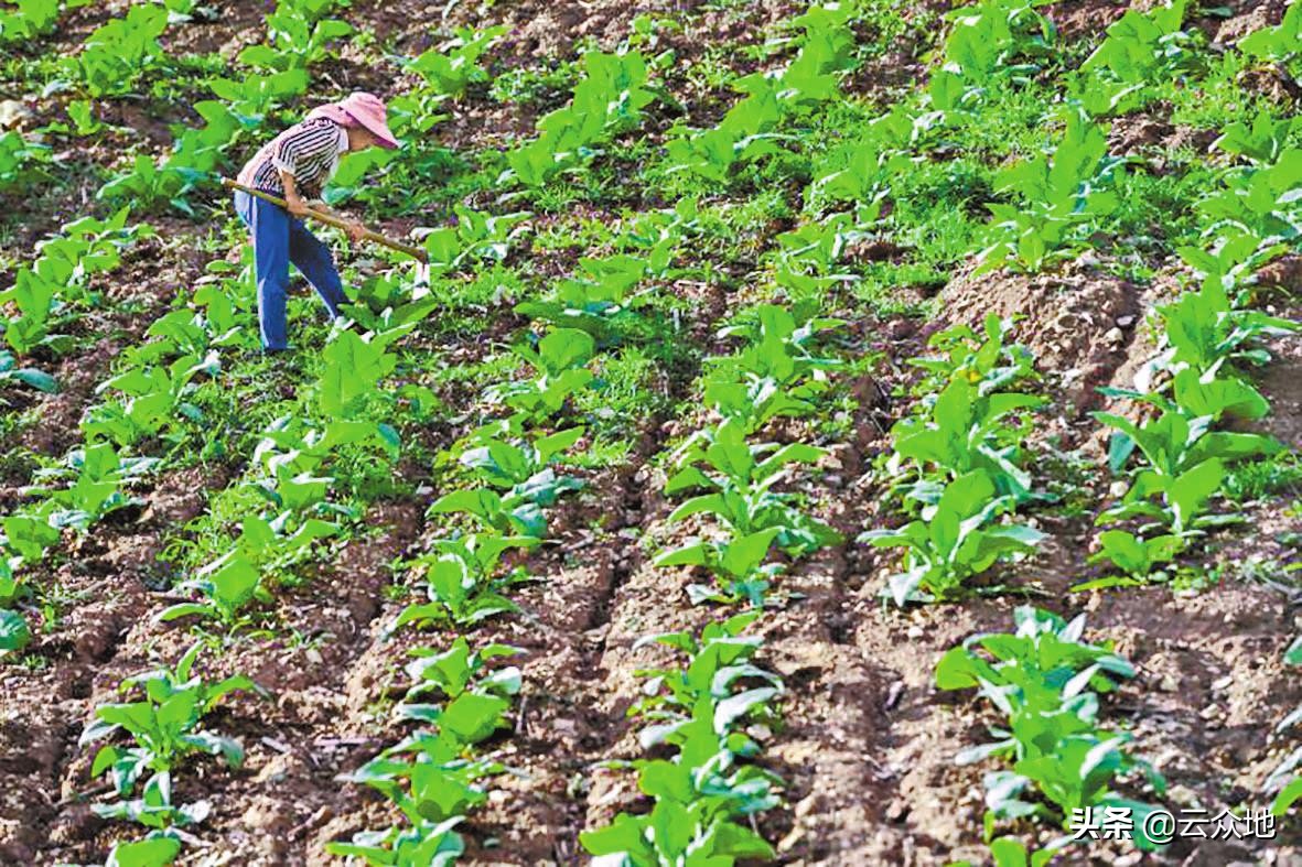不用农药怎么根除水田杂草,田间除草怎样防止杂草