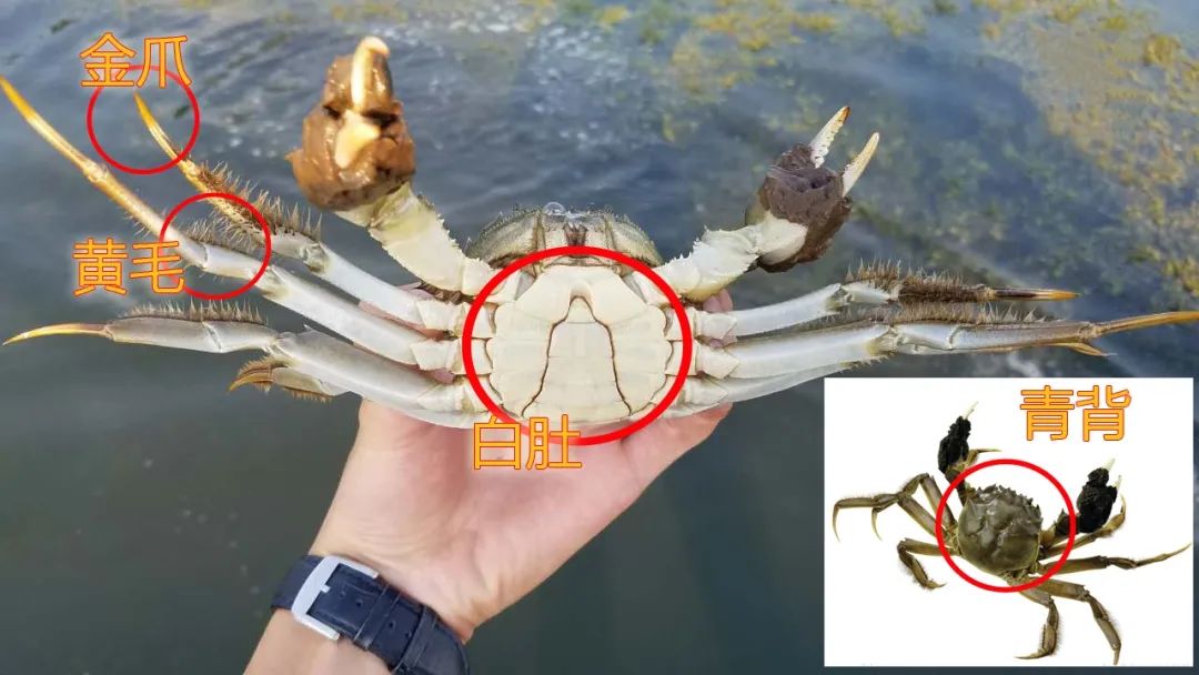 阳澄湖牌大闸蟹|“阳澄湖”商标官方持有者的底气