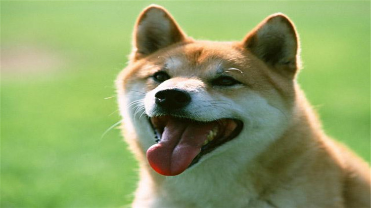 狗鼻子颜色是棕色的好吗,狗的鼻子的颜色有什么讲究吗