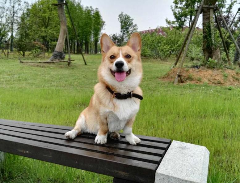 怎么给柯基配餐,如何正确为柯基搭配营养餐