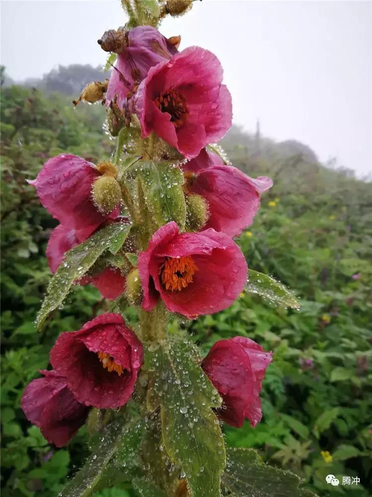 云南腾冲景区图片,云南腾冲山清水秀好风光