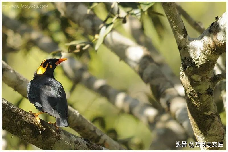 常见的宠物鸟种类有哪些名字,十大宠物鸟排行榜
