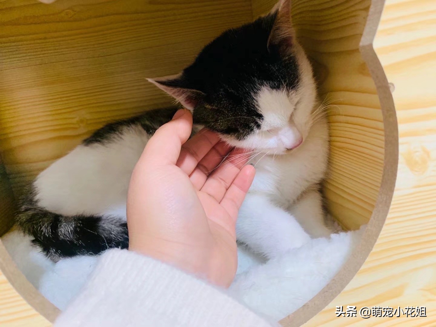 救助的流浪猫绝育,流浪猫因为绝育后生病了怎么办