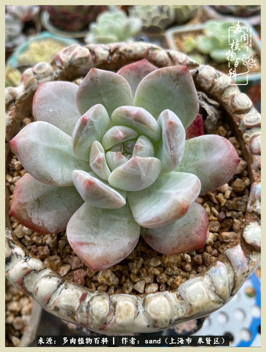 多肉垂落下去该怎么办,多肉在三伏天怎么度夏