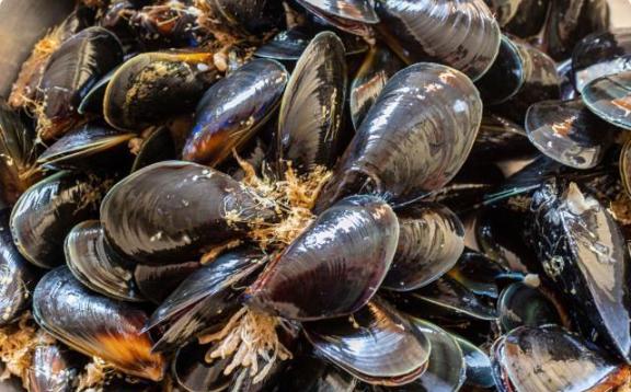 海虹挑选方法,怎么辨别海虹新鲜